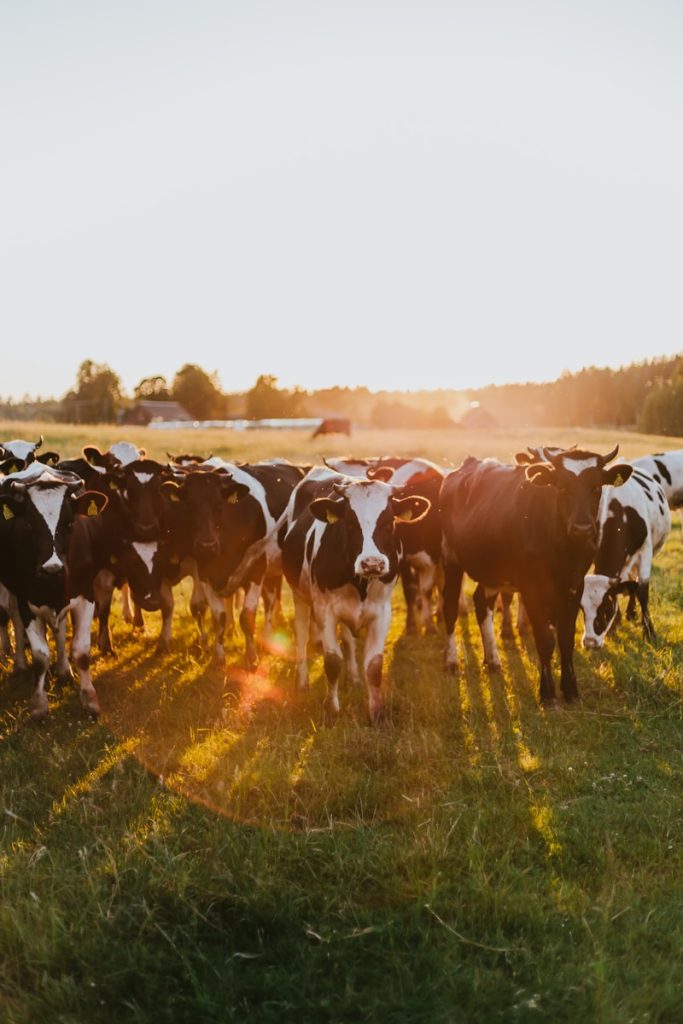 l'agrivoltaïsme bovin